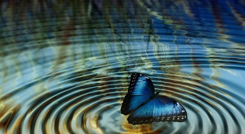 Butterfly on water